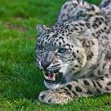 slides/_MG_7939.jpg wildlife, feline, big cat, cat, predator, fur, spot, snow, leopard, eye, steel, fang WBCW47 - Snow Leopard